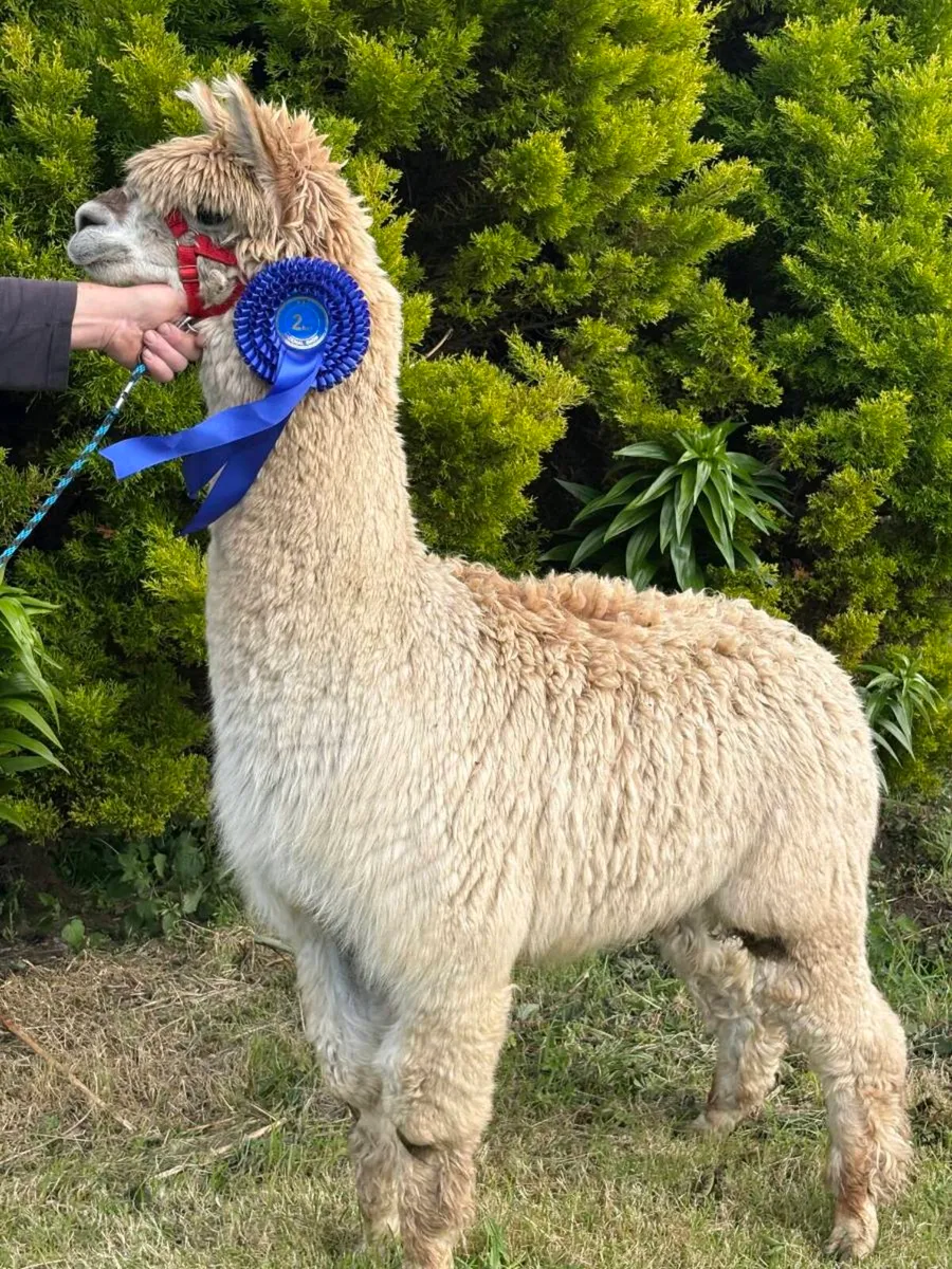 Alpaca - Image 4