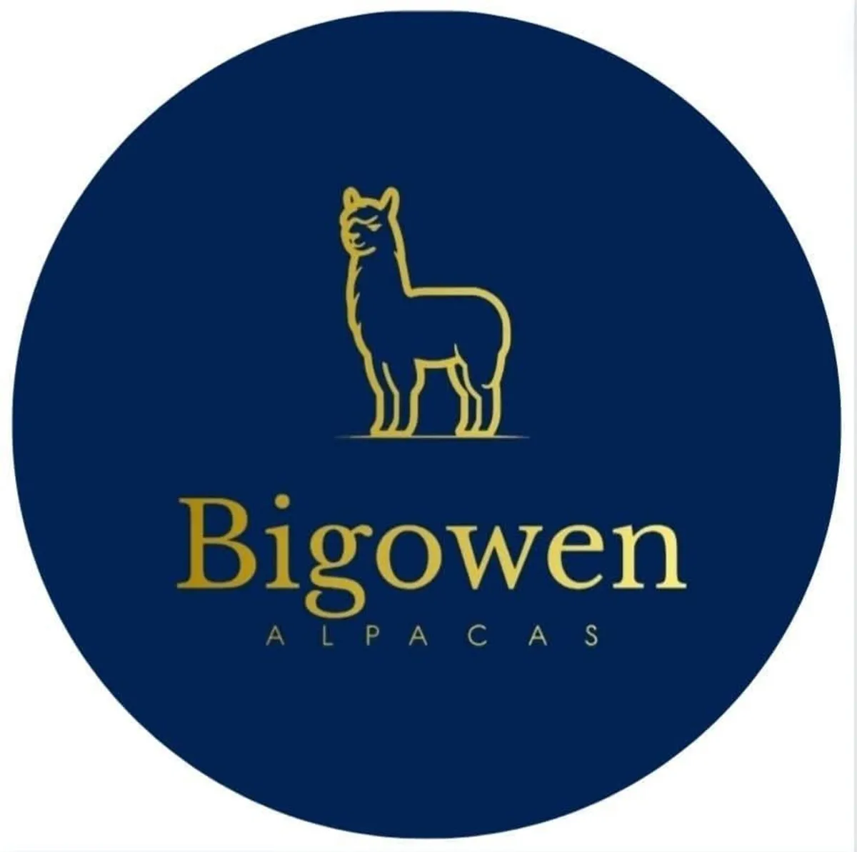 Alpaca - Image 1