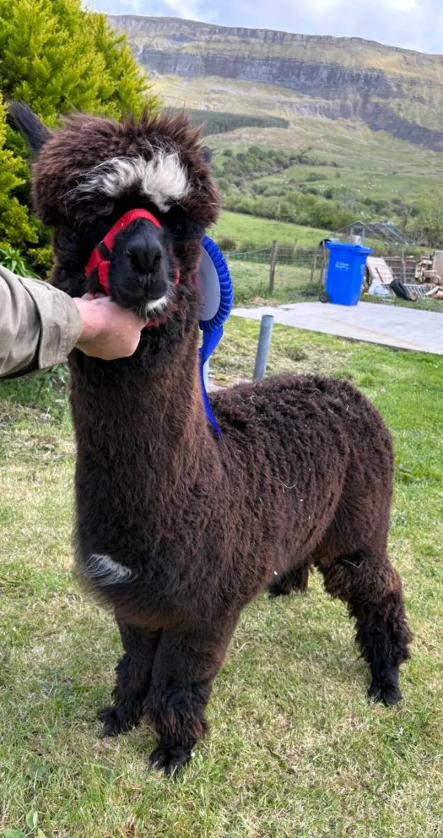 Alpaca - Image 2