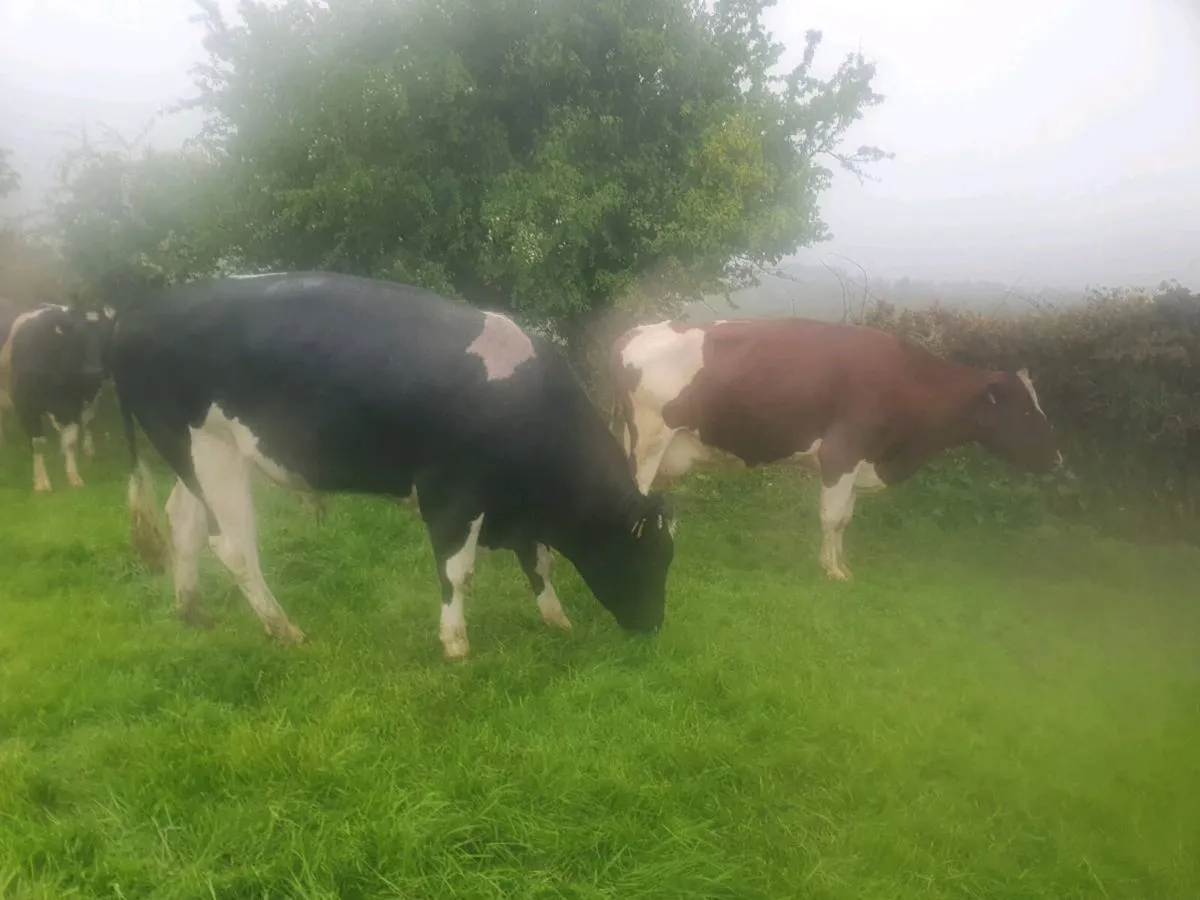 Friesan bull - Image 2