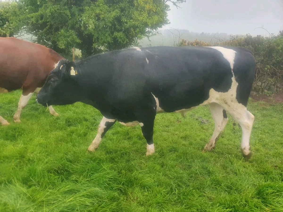 Friesan bull - Image 3