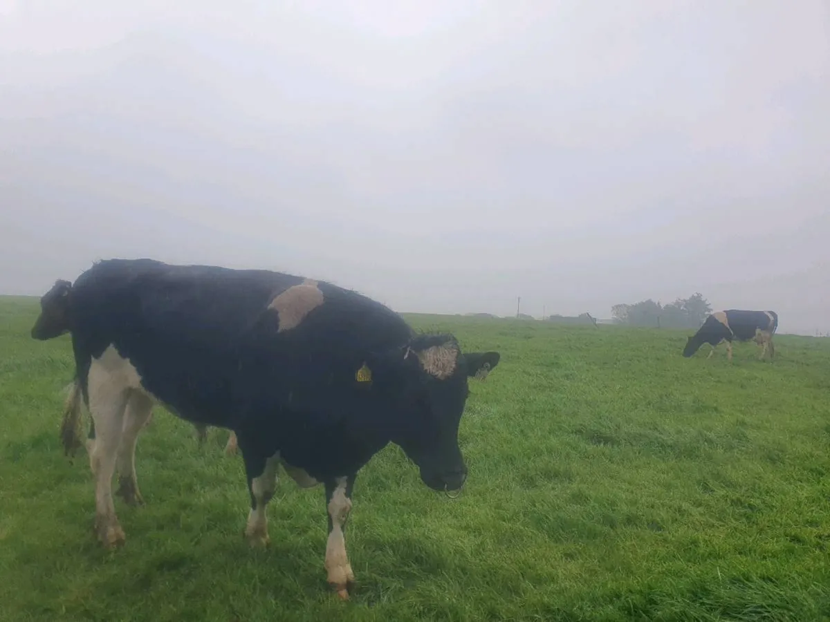 Friesan bull - Image 4