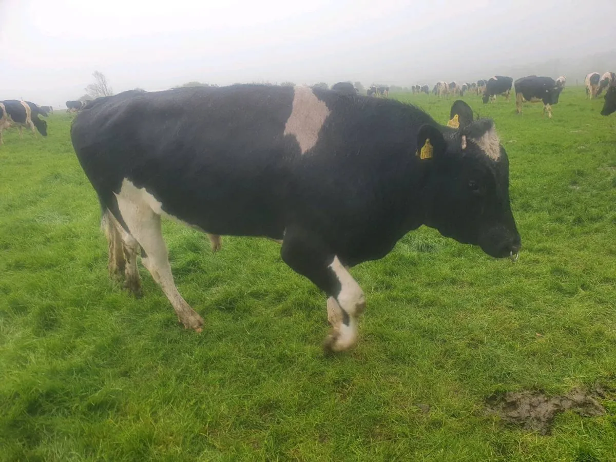 Friesan bull - Image 1