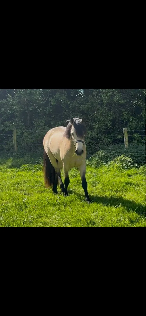 Class 1 Connemara at stud - Image 2