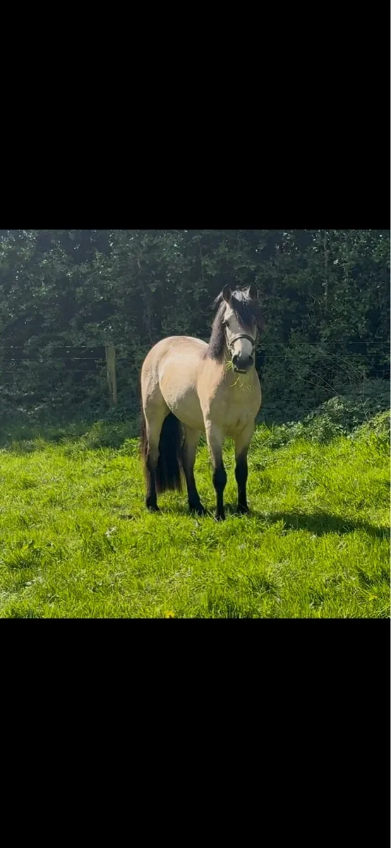 Class 1 Connemara at stud - Image 3
