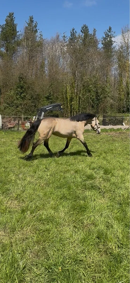 Class 1 Connemara at stud - Image 4