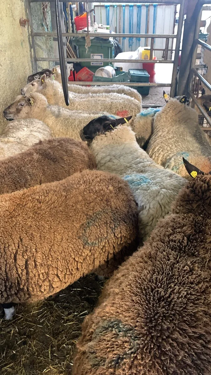 Sheep