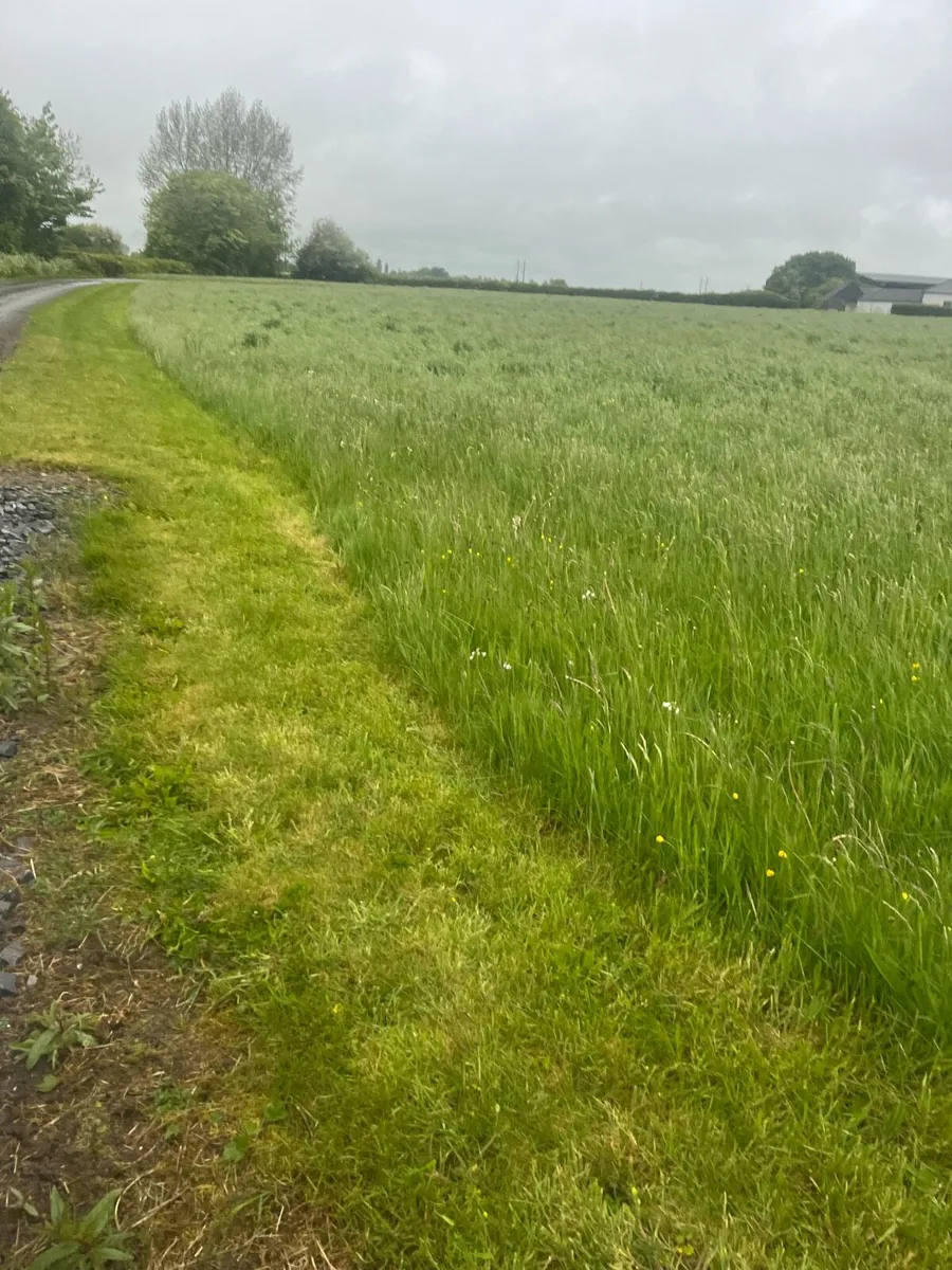 silage meadows