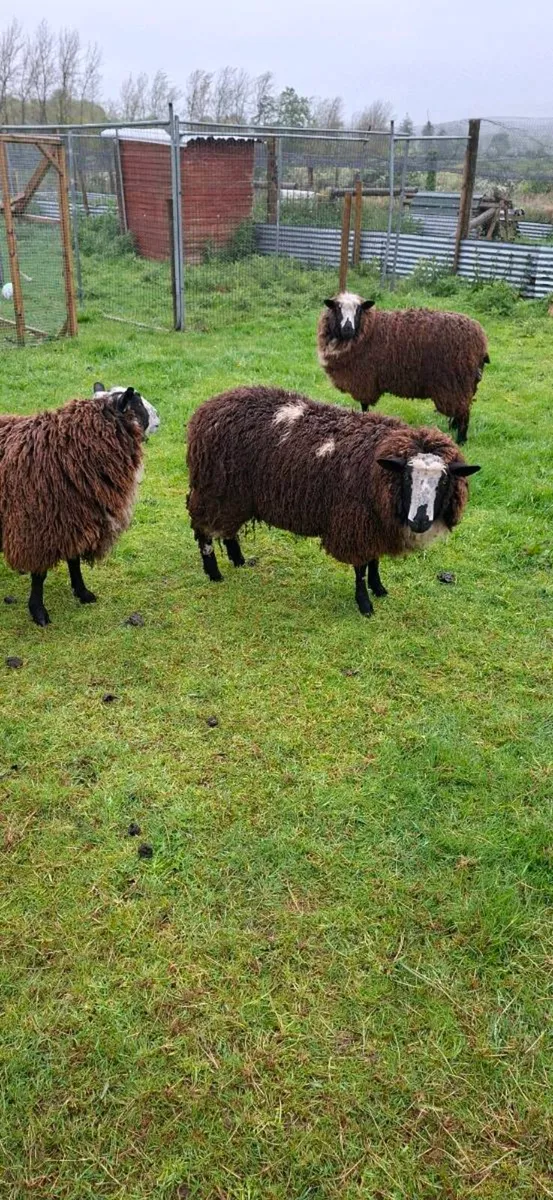 Dutch spotted X dorset - Image 2