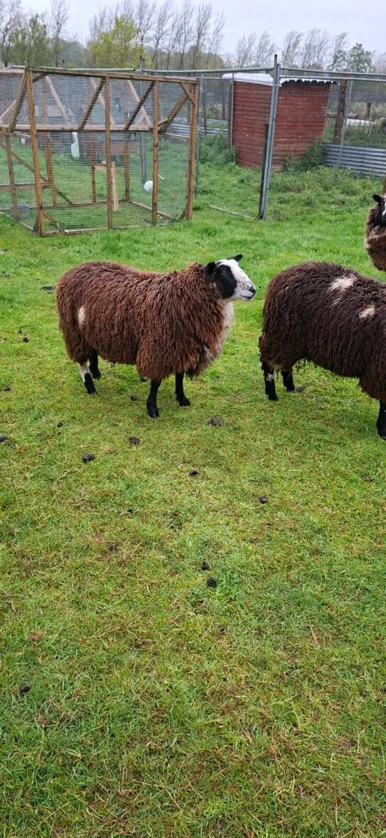 Dutch spotted X dorset - Image 3