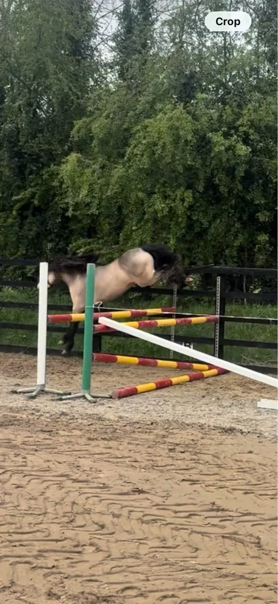 Class 1 Connemara at stud - Image 1