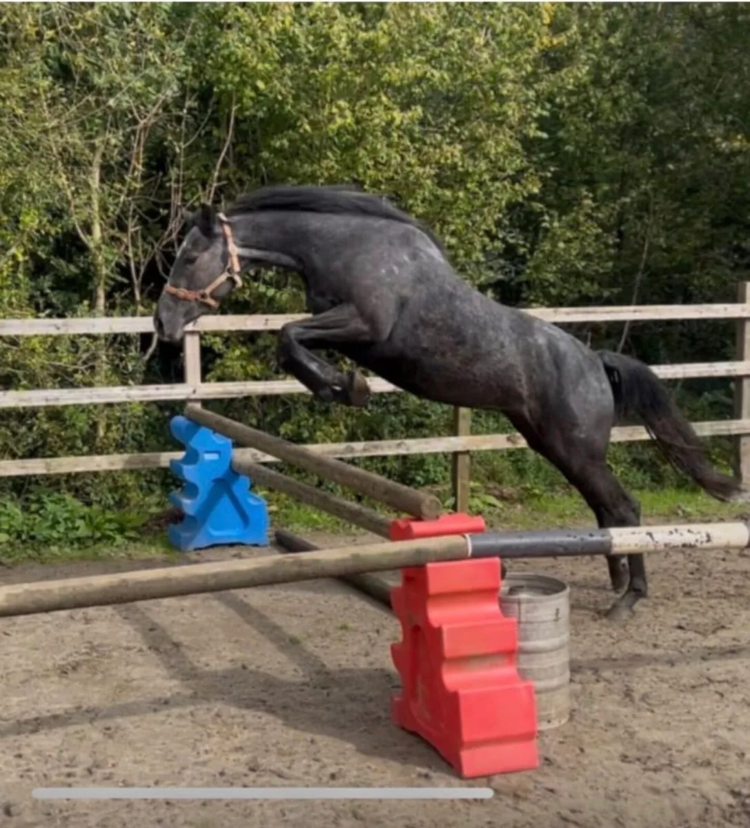 3 Year Old Partbred Connemara - Image 1