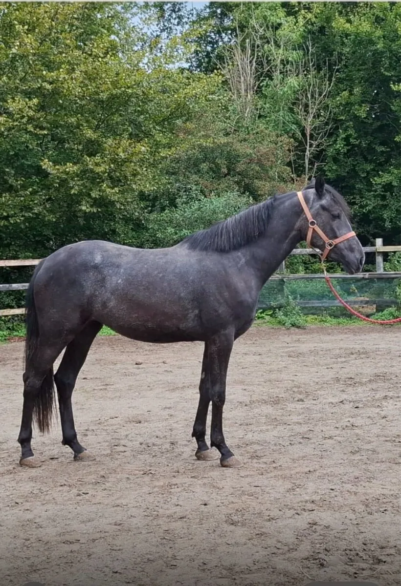 3 Year Old Partbred Connemara - Image 2
