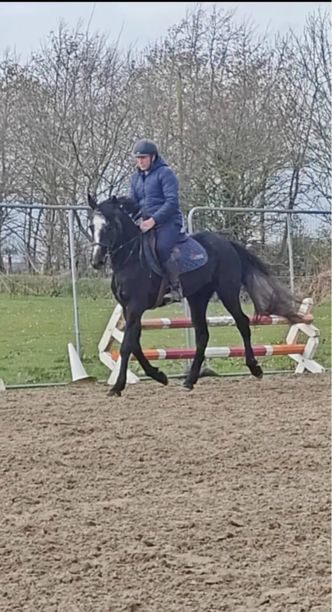 3 Year Old Partbred Connemara - Image 4