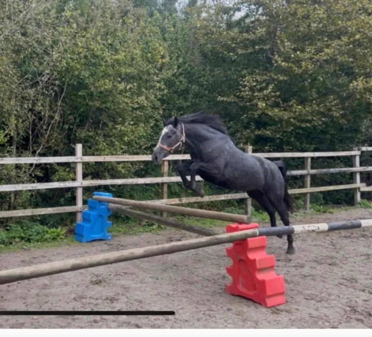 3 Year Old Partbred Connemara - Image 3