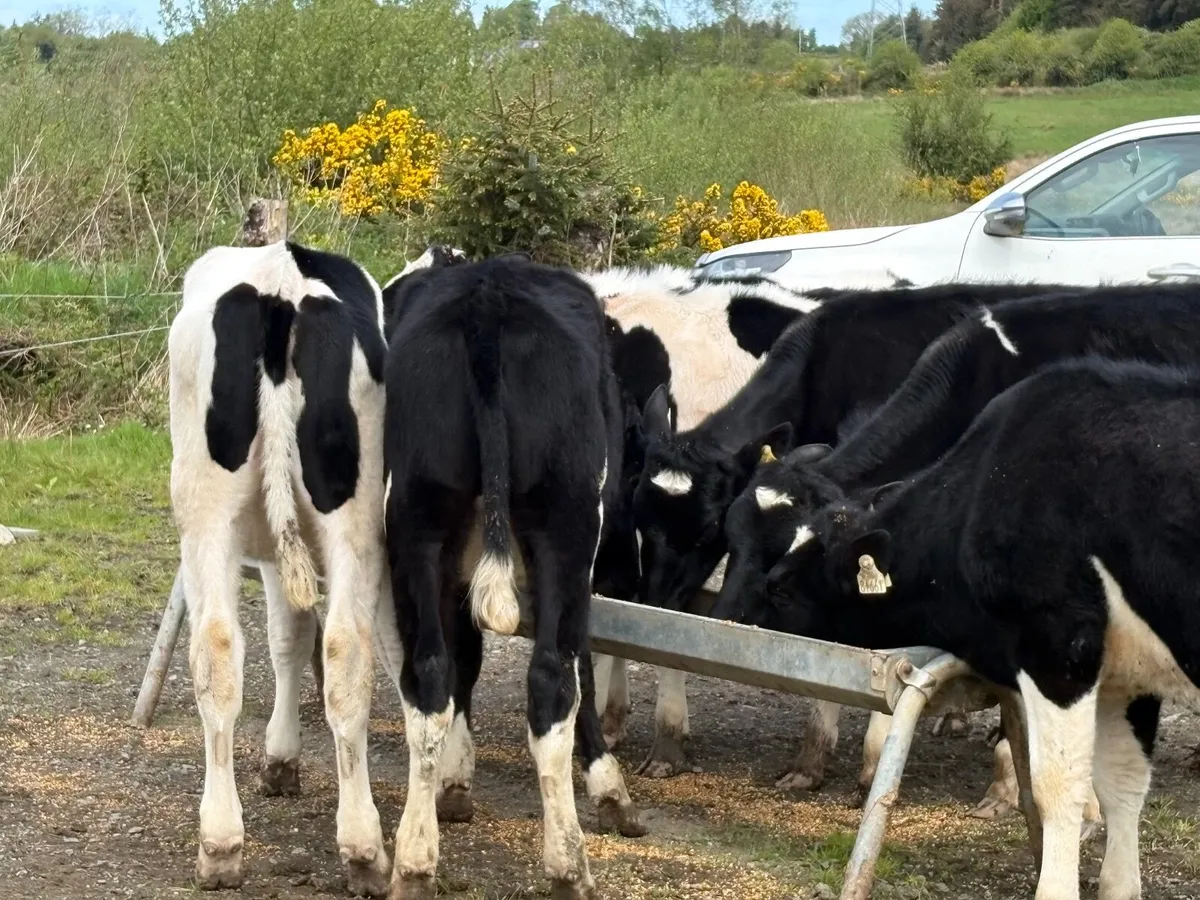 Maiden heifers - Image 2