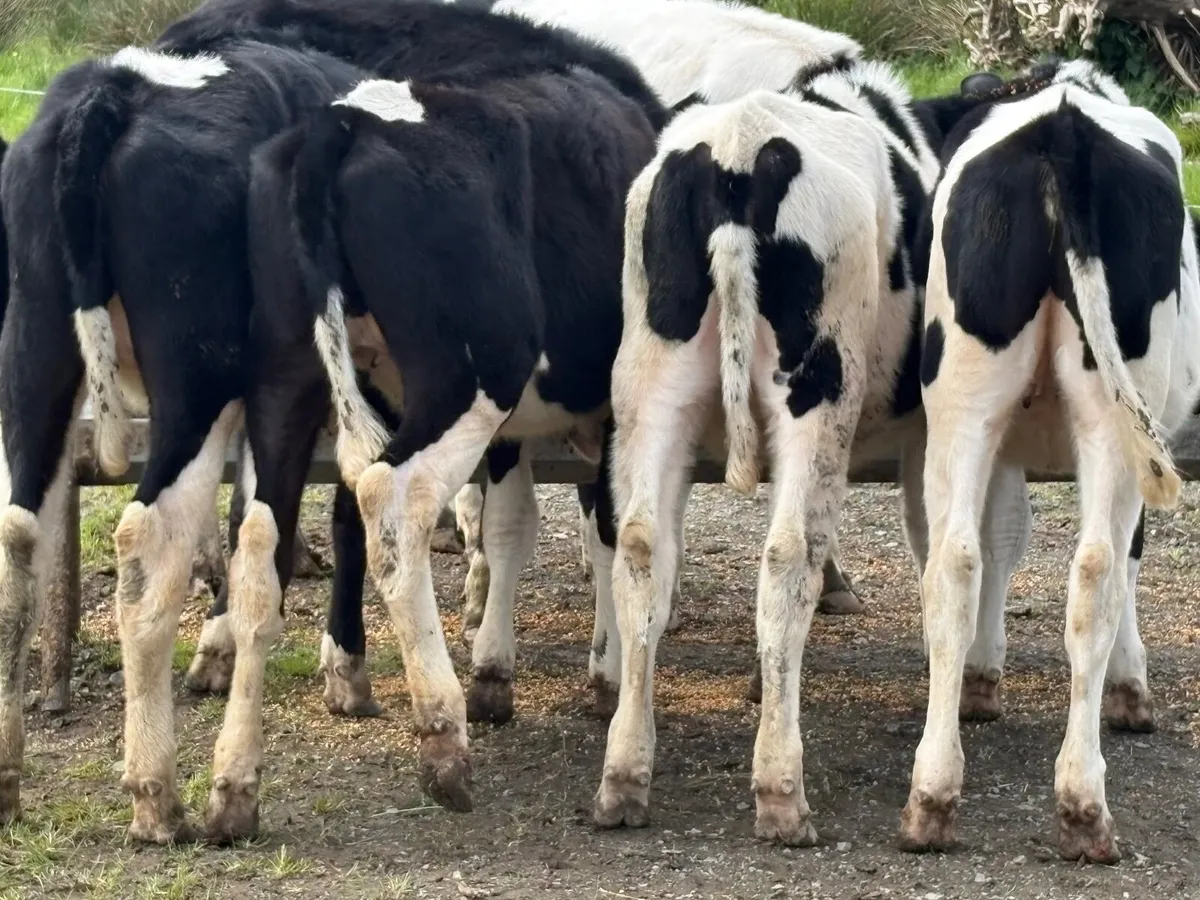 Maiden heifers - Image 3