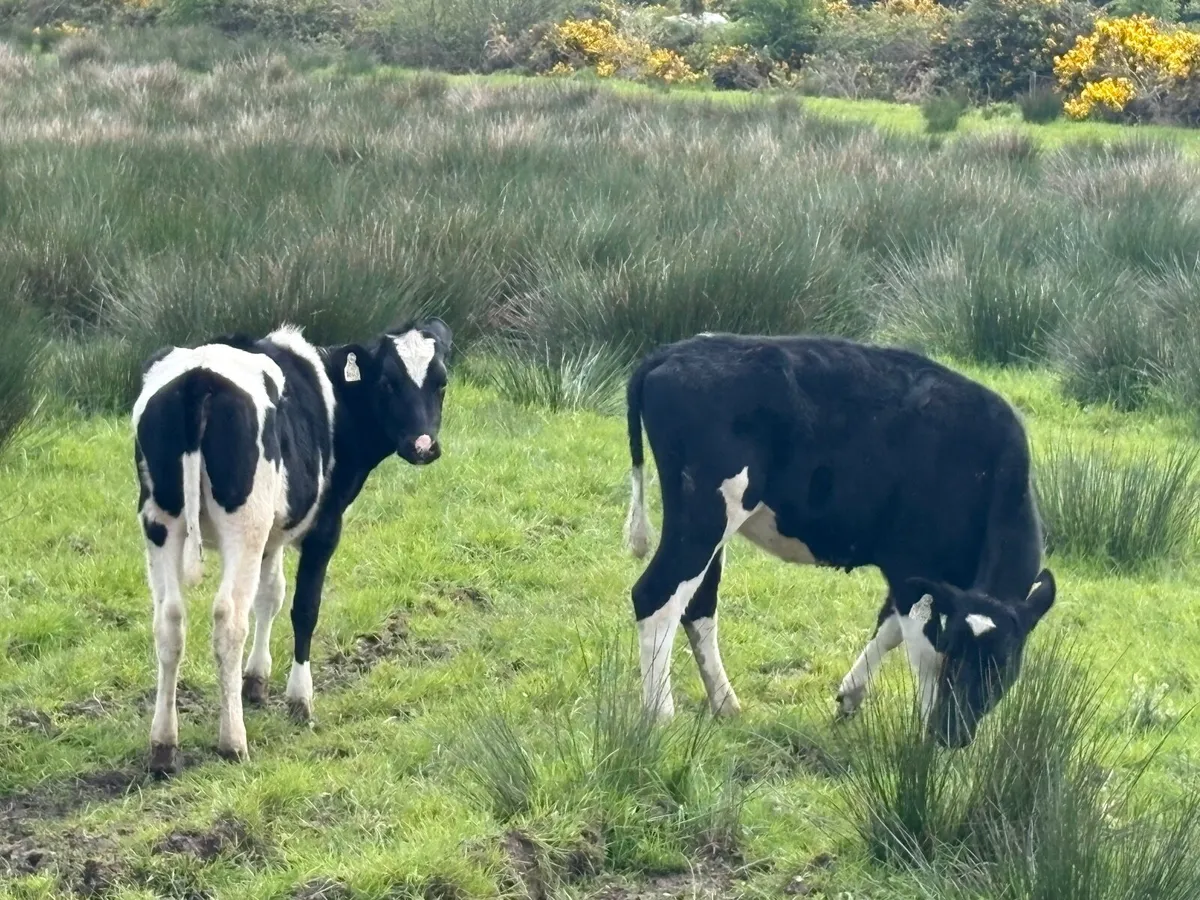 Maiden heifers - Image 4