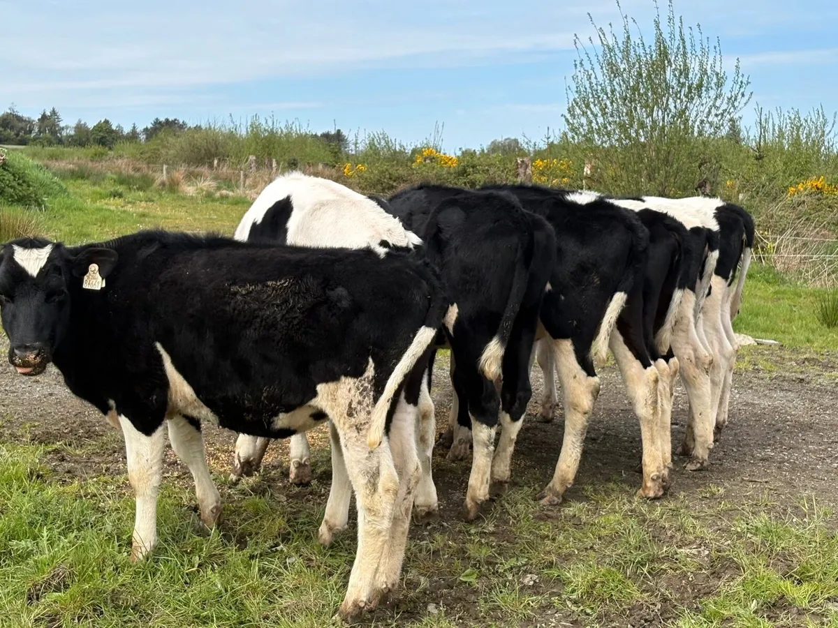 Maiden heifers - Image 1
