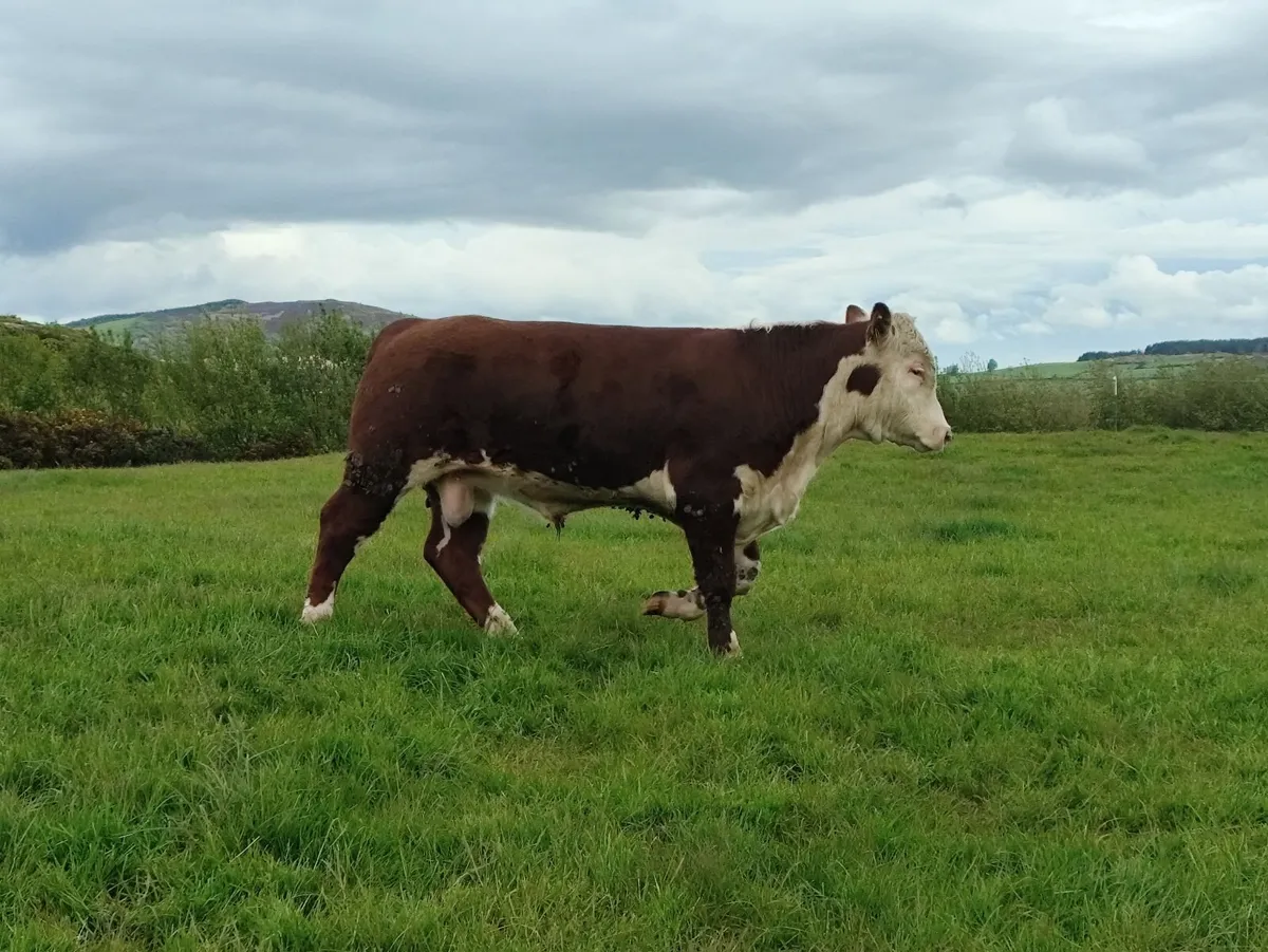 3 PBR Hereford Bulls - Image 2