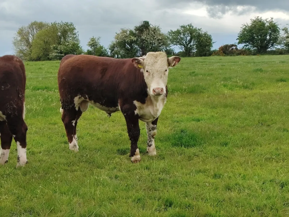 3 PBR Hereford Bulls - Image 4