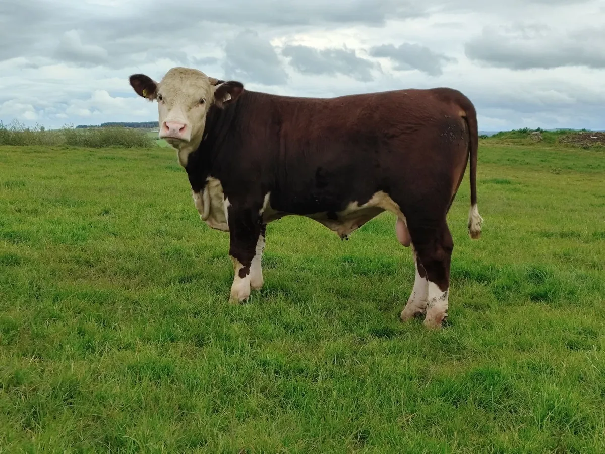 3 PBR Hereford Bulls - Image 3