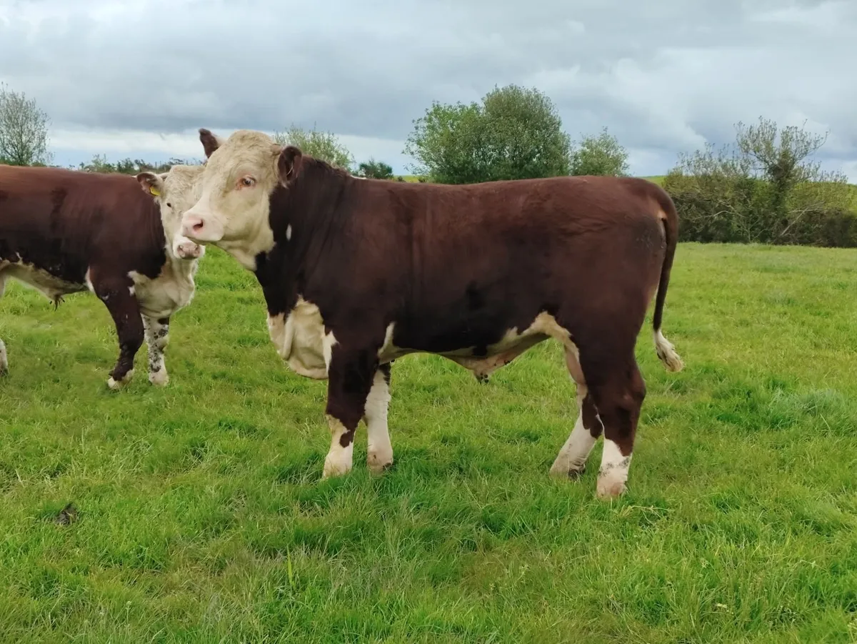 3 PBR Hereford Bulls - Image 1