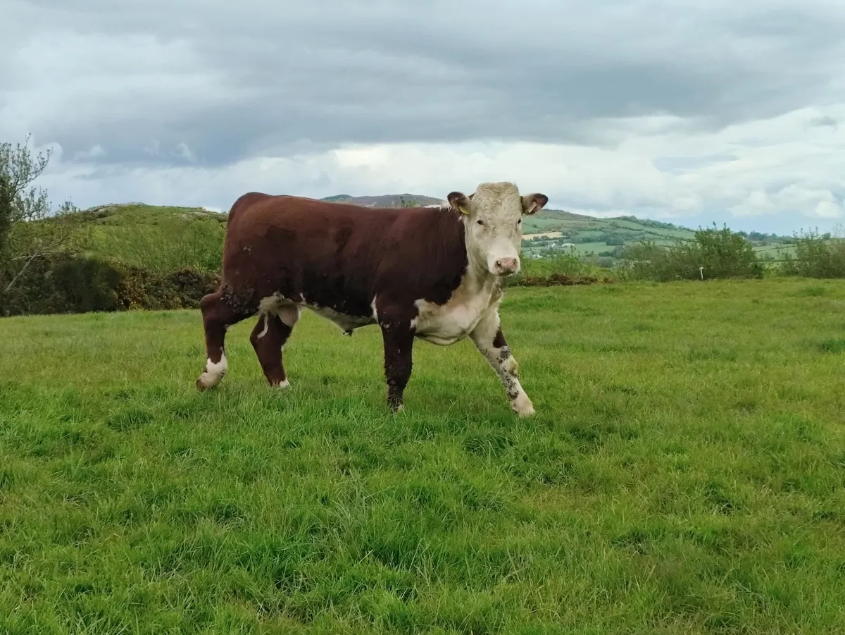 2 PBR Hereford Bulls - Image 3