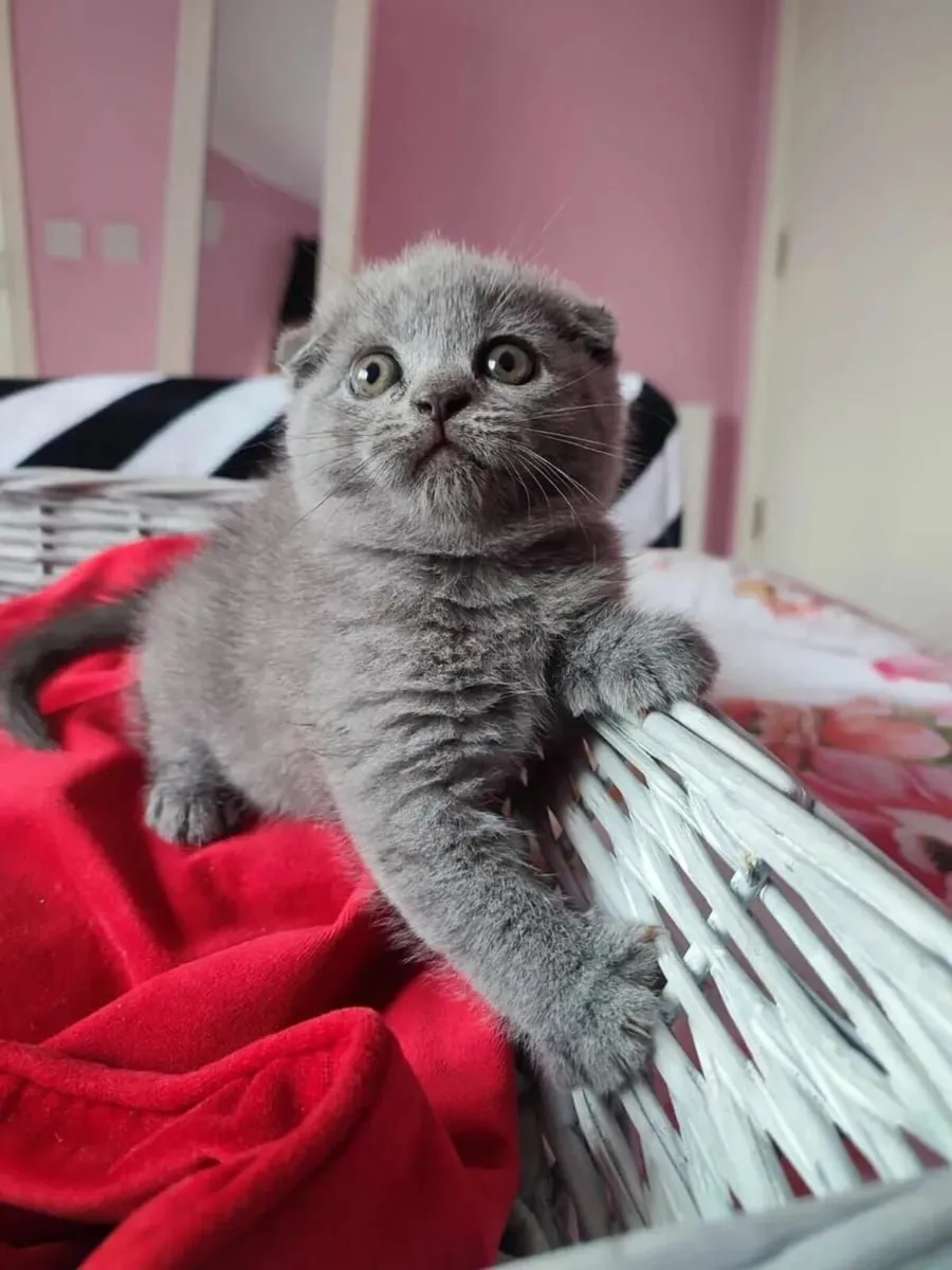 Purebred Scottish fold kittens - Image 1