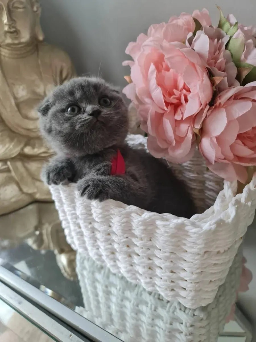 Purebred Scottish fold kittens - Image 2
