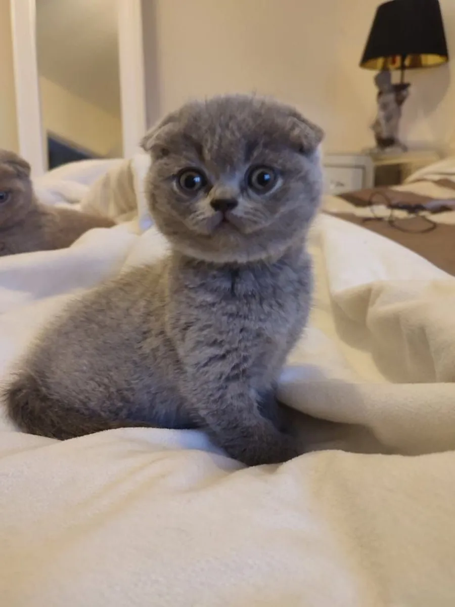 Purebred Scottish fold kittens - Image 3