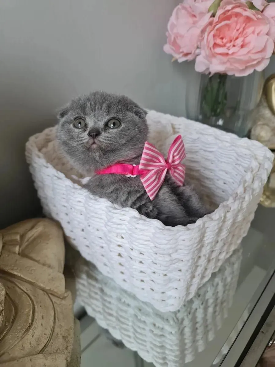 Purebred Scottish fold kittens - Image 4