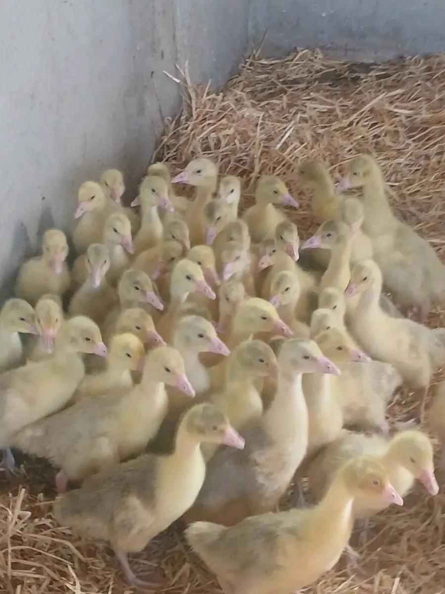 Poultry - Image 1