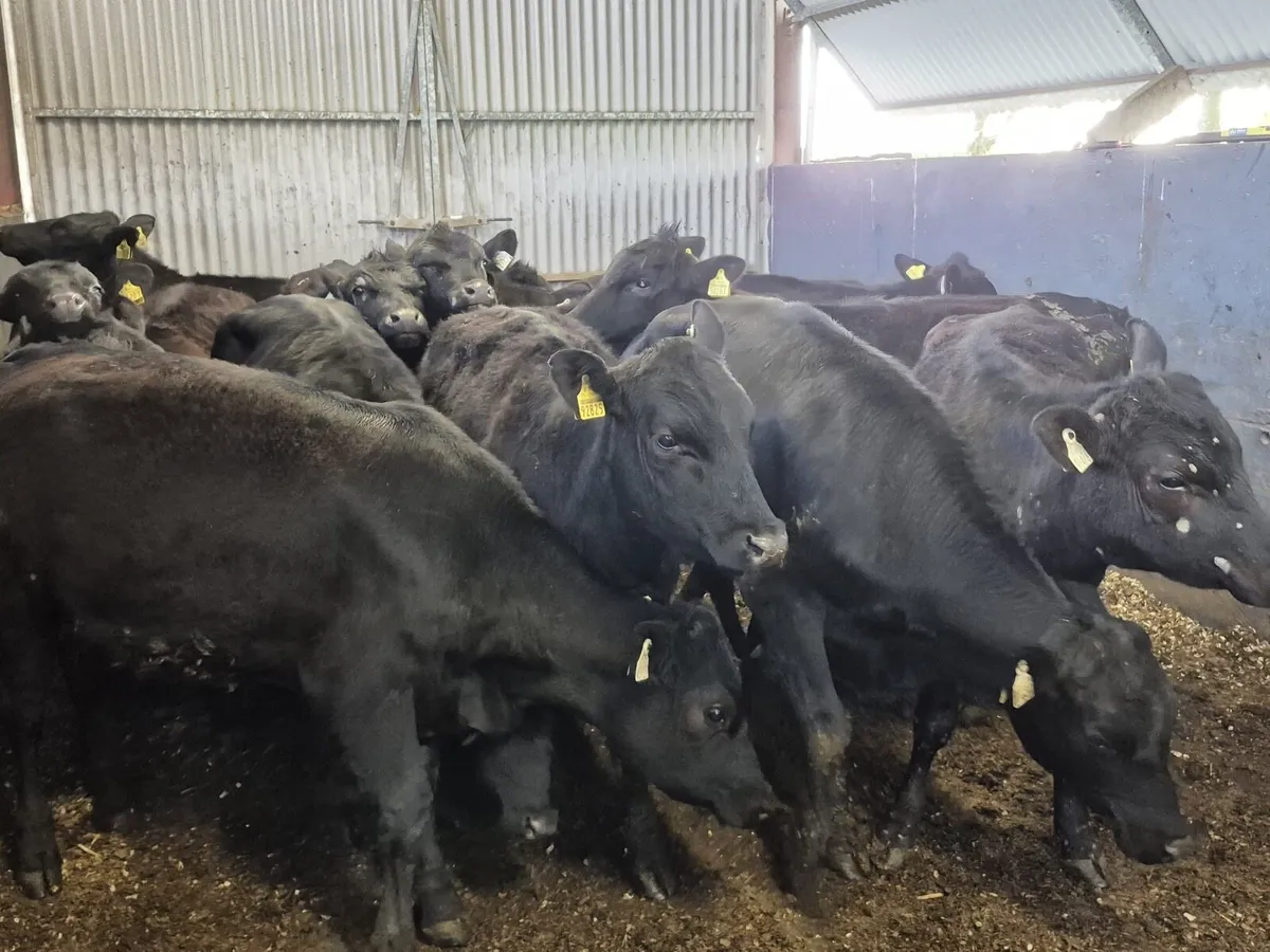 12 Angus Heifers - Image 3
