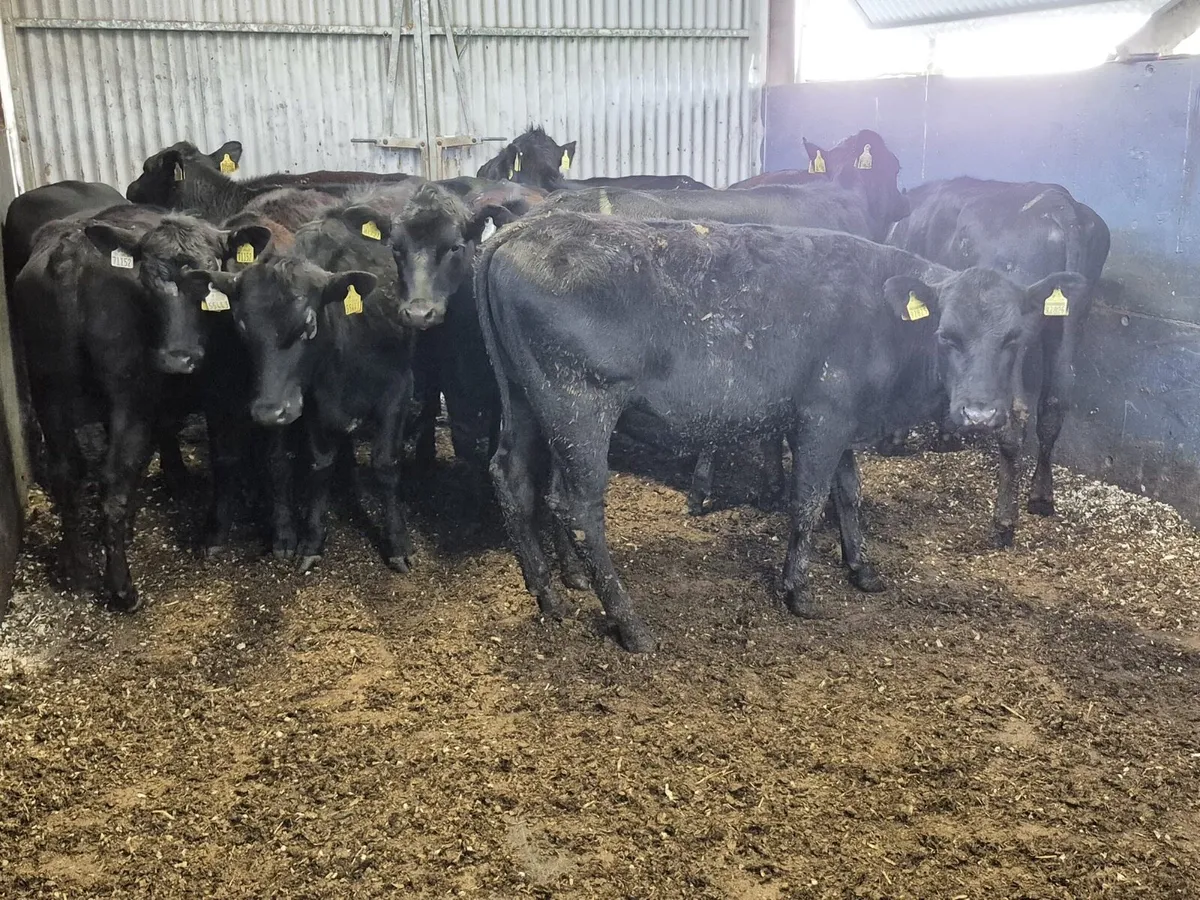 12 Angus Heifers - Image 1