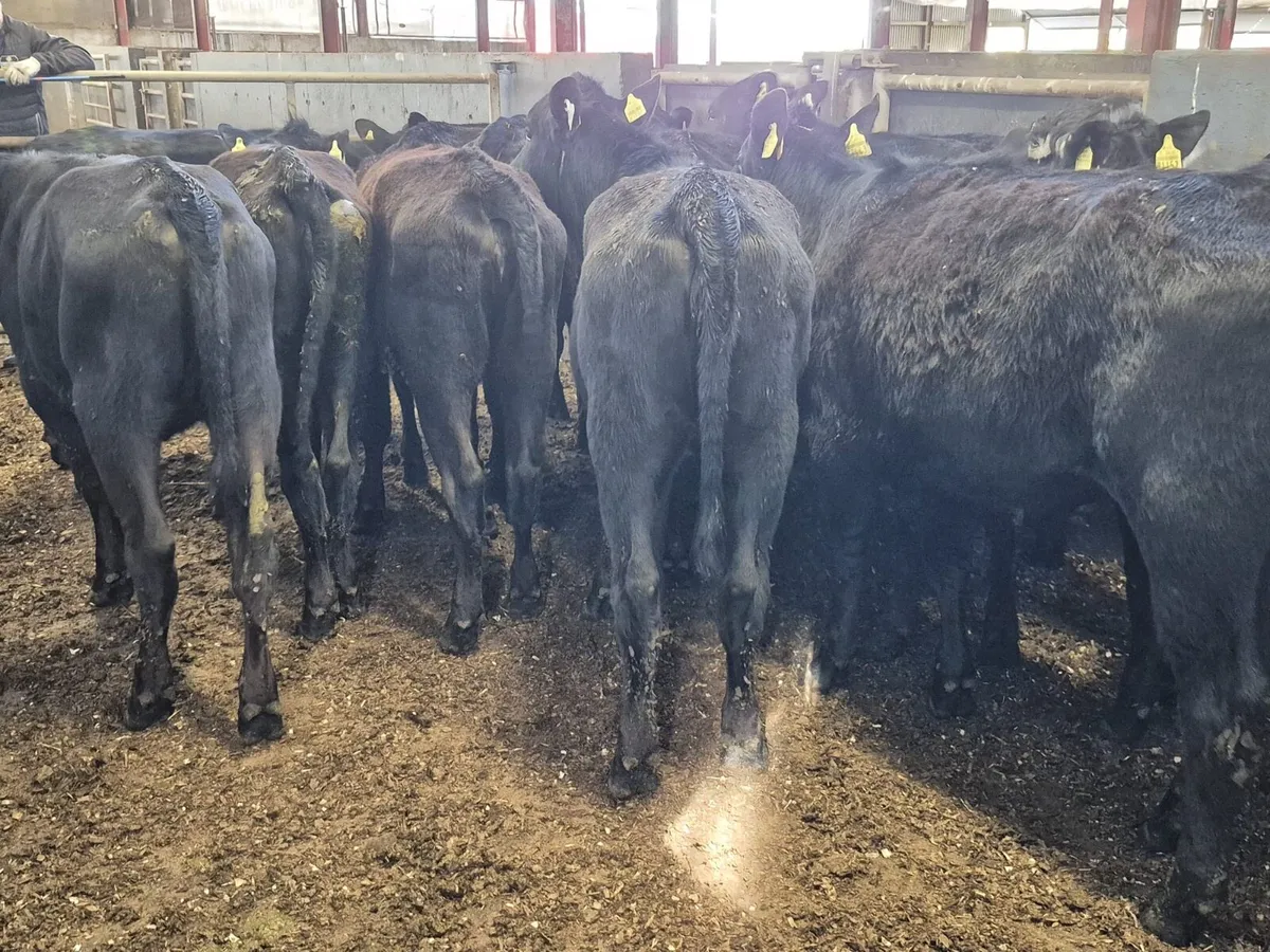 12 Angus Heifers - Image 2