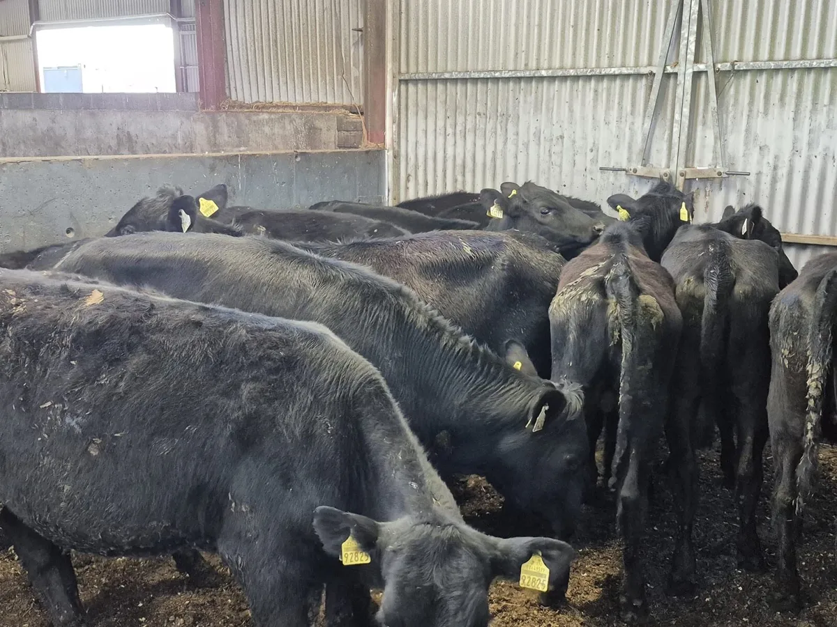 12 Angus Heifers - Image 4