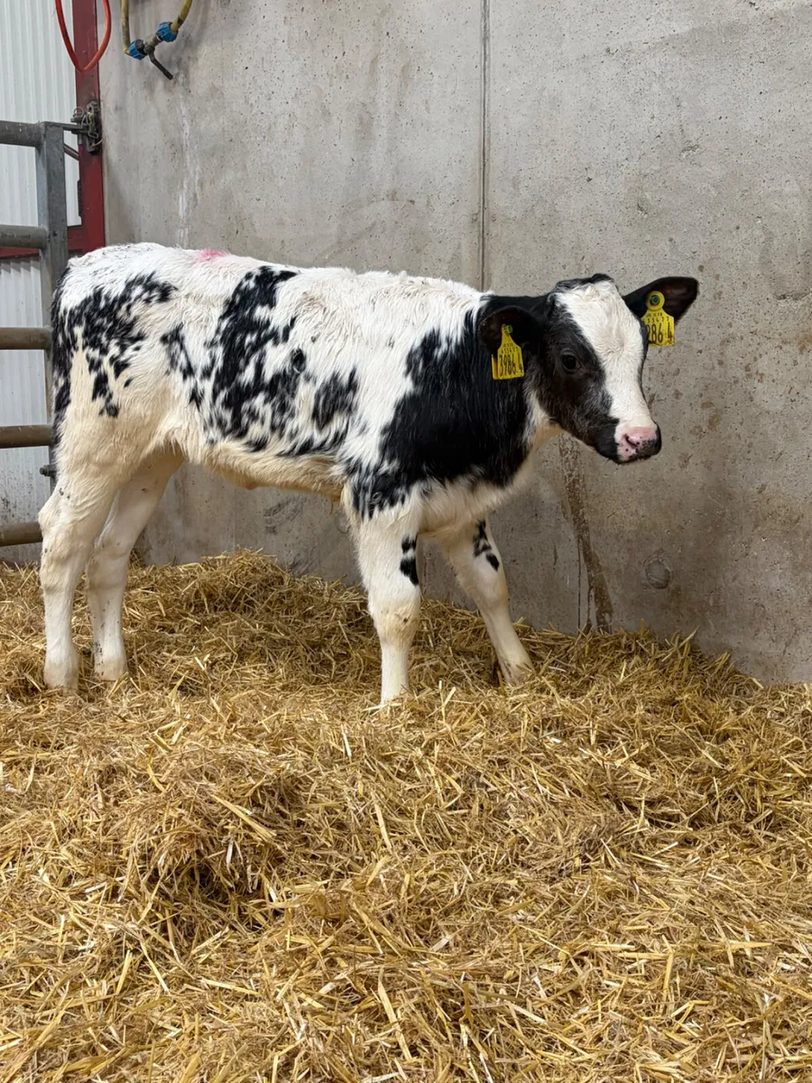 3 Belgian Blue Heifer Calves - Image 3