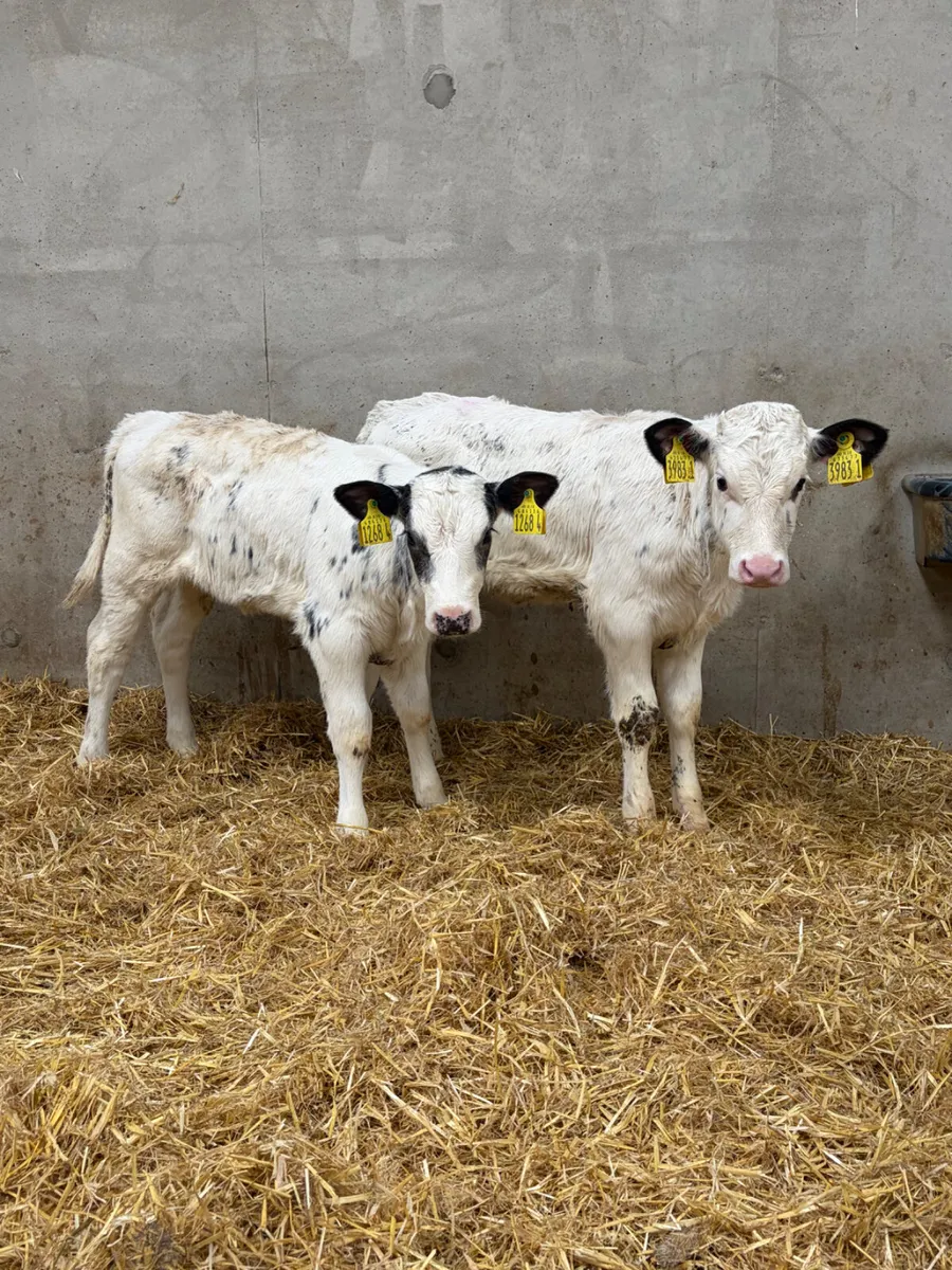 3 Belgian Blue Heifer Calves - Image 2