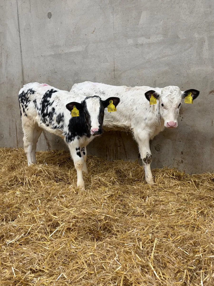 3 Belgian Blue Heifer Calves - Image 1