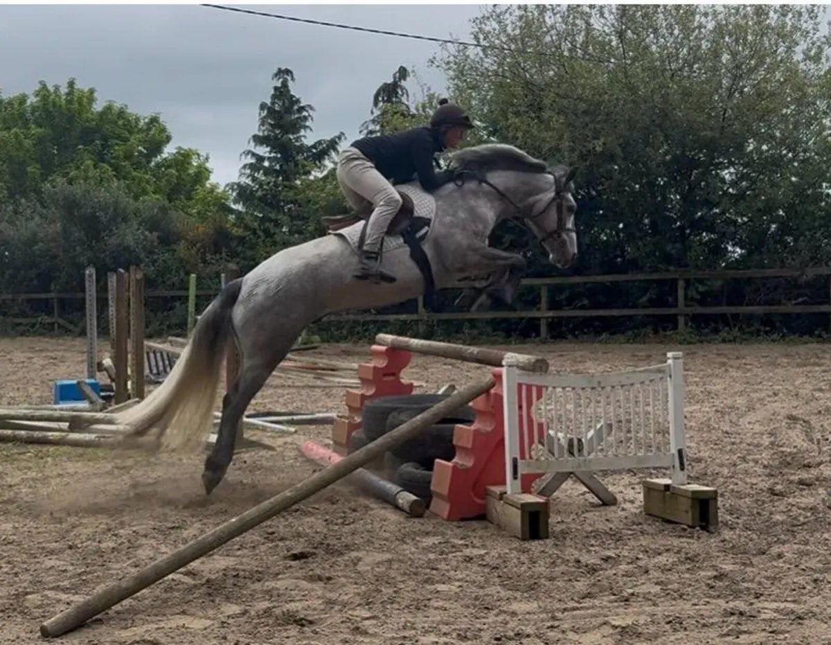 Stunning connemara gelding - Image 1