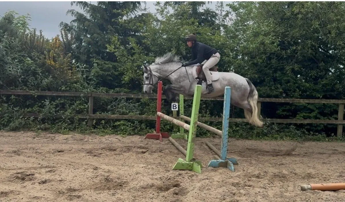 Stunning connemara gelding - Image 2