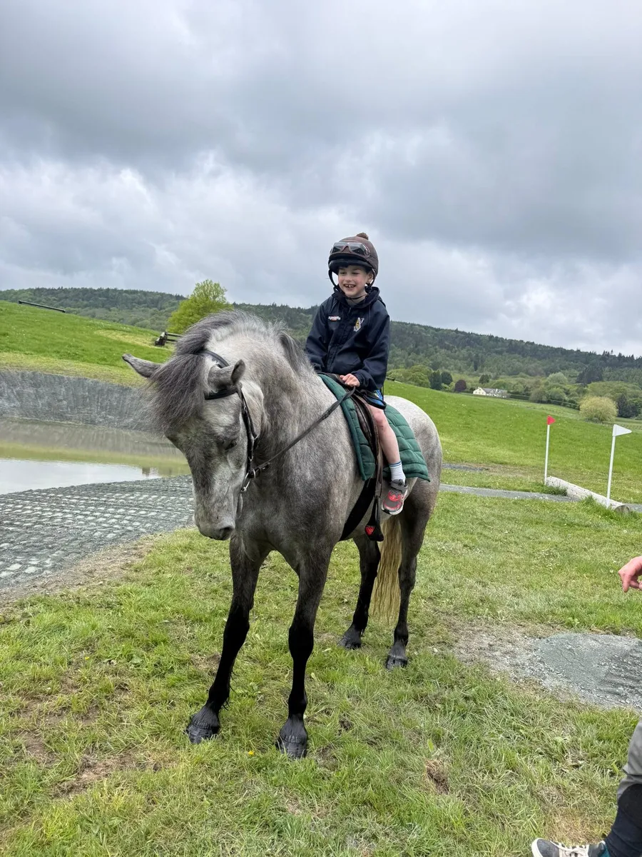 Stunning connemara gelding - Image 3