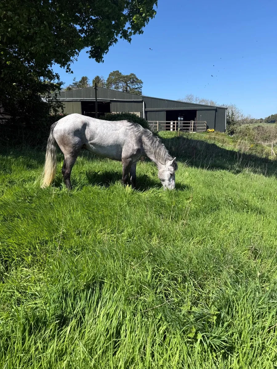 Stunning connemara gelding - Image 4