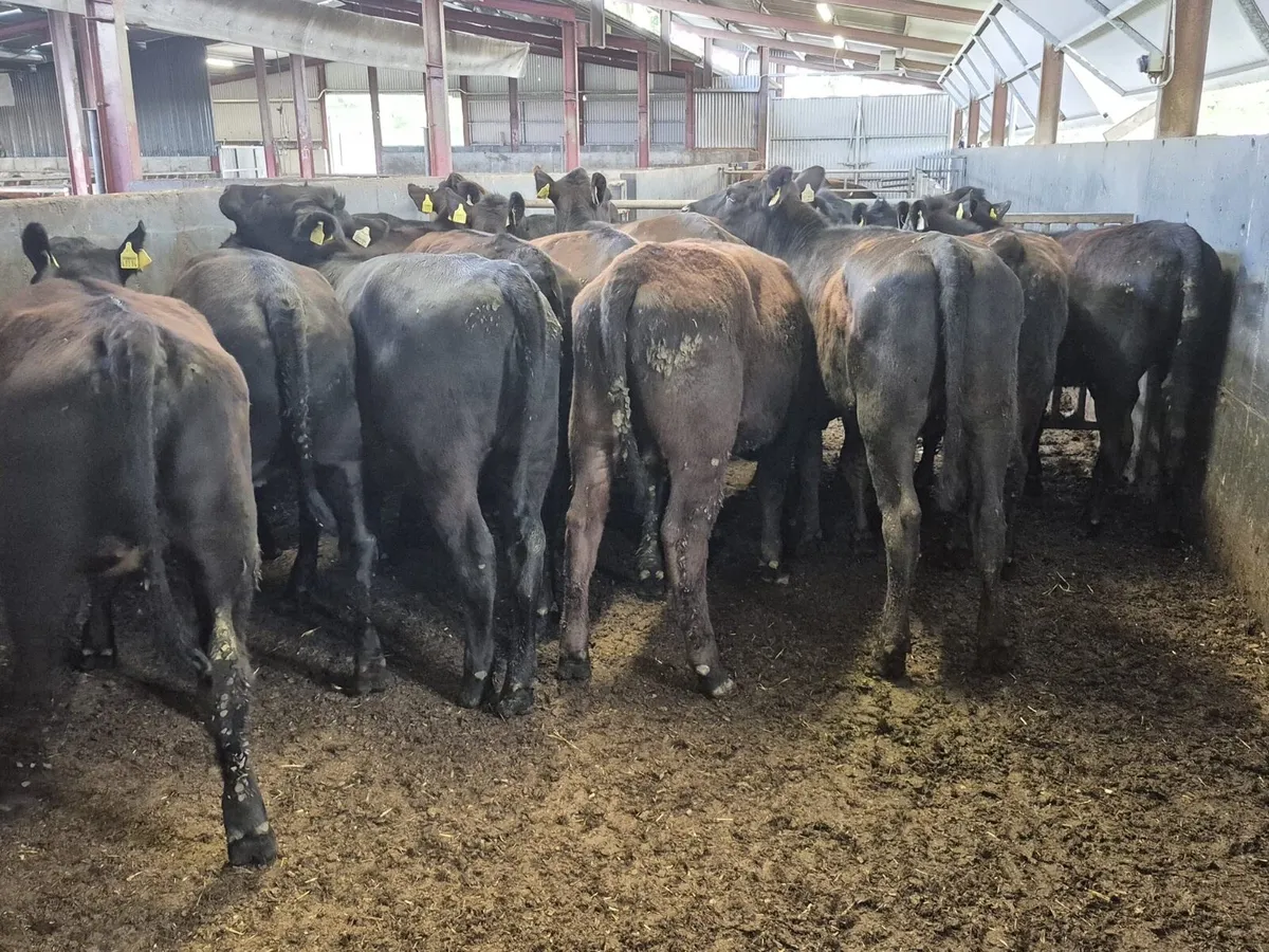 17 Angus Heifers 350kgs - Image 2