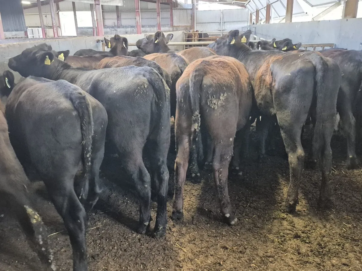 17 Angus Heifers 350kgs - Image 3