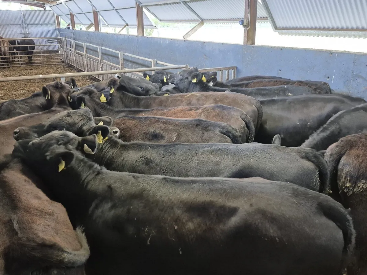 17 Angus Heifers 350kgs - Image 1