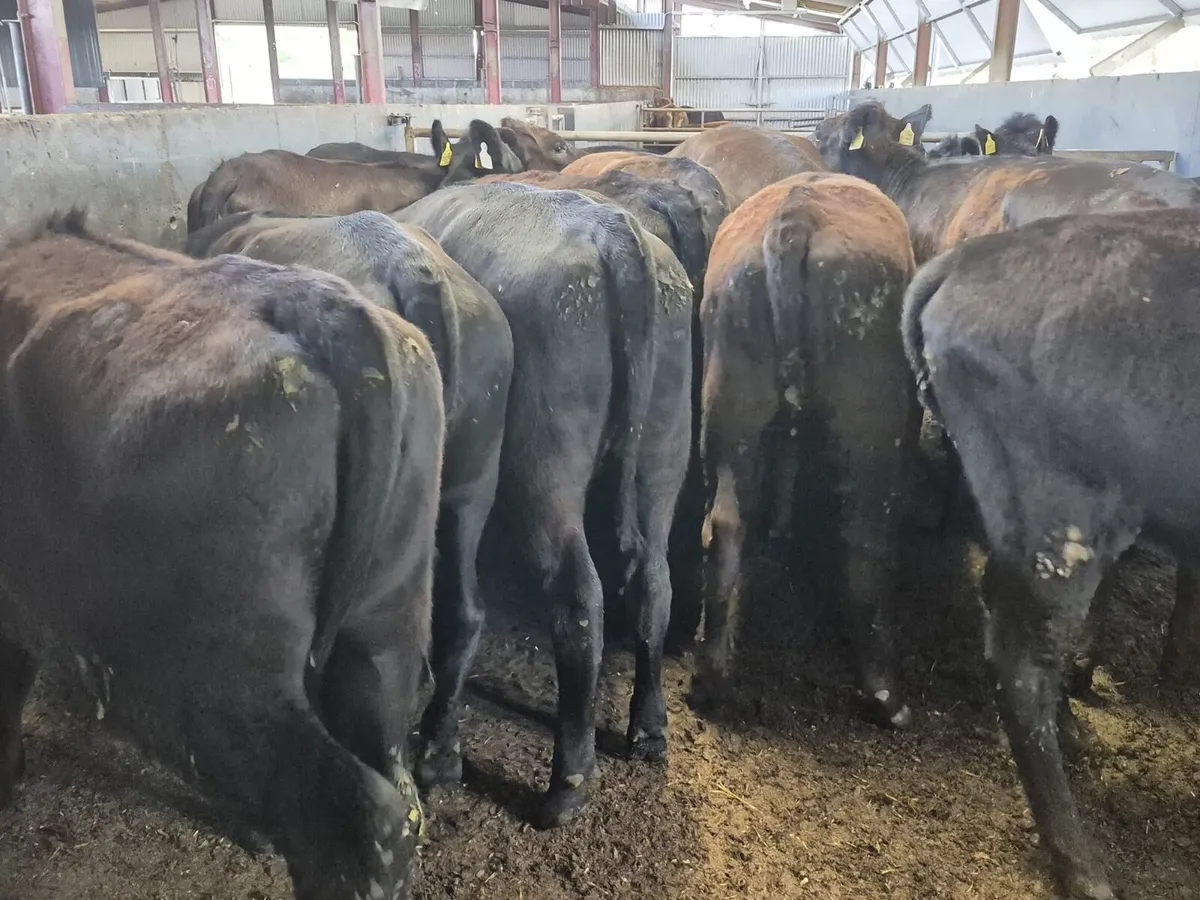 17 Angus Heifers 350kgs - Image 4