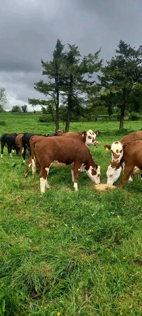 14 Hereford heifers - Image 3
