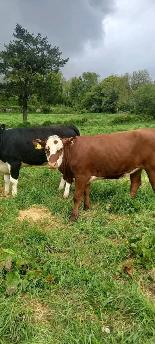 14 Hereford heifers - Image 4